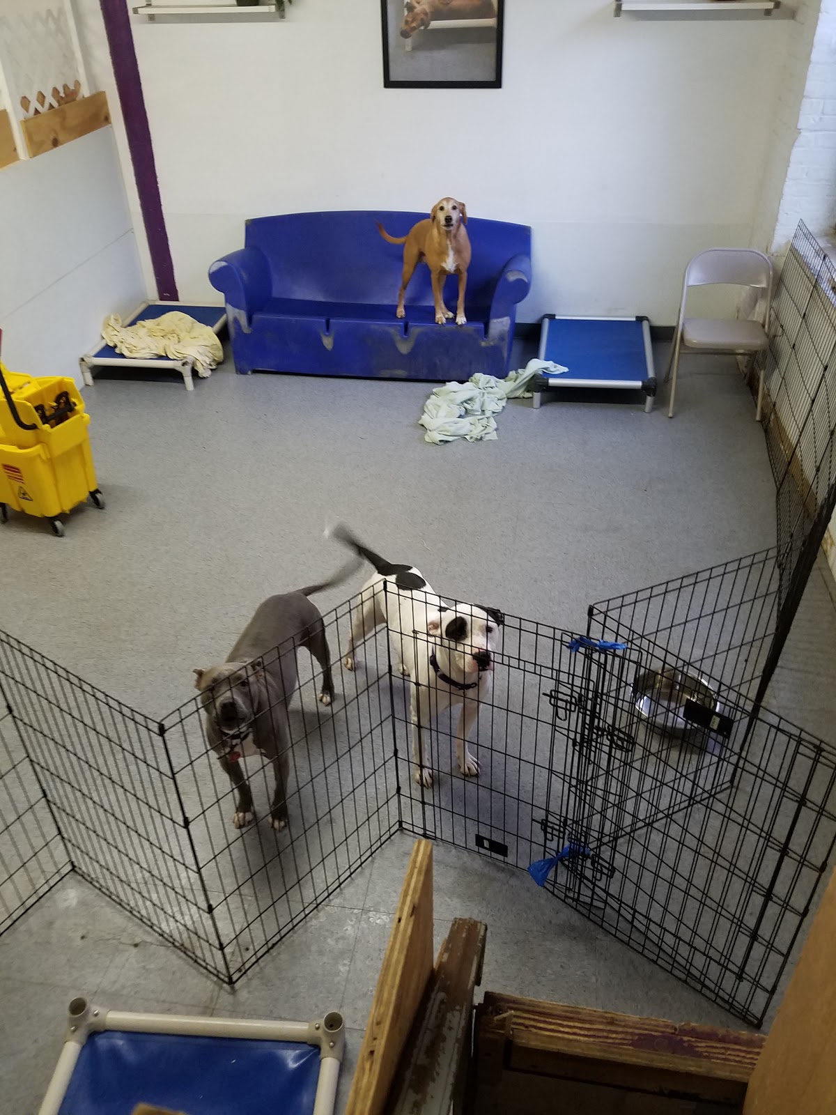 Photo of Sugar Mutts Rescue Dog Daycare / Boarding in Brooklyn City, New York, United States - 6 Picture of Point of interest, Establishment, Store