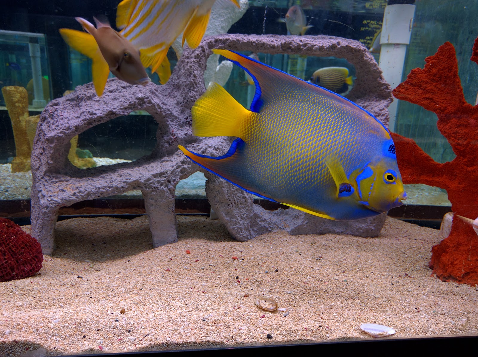 Photo of Absolutely Fish in Clifton City, New Jersey, United States - 3 Picture of Point of interest, Establishment, Store, Pet store, Aquarium