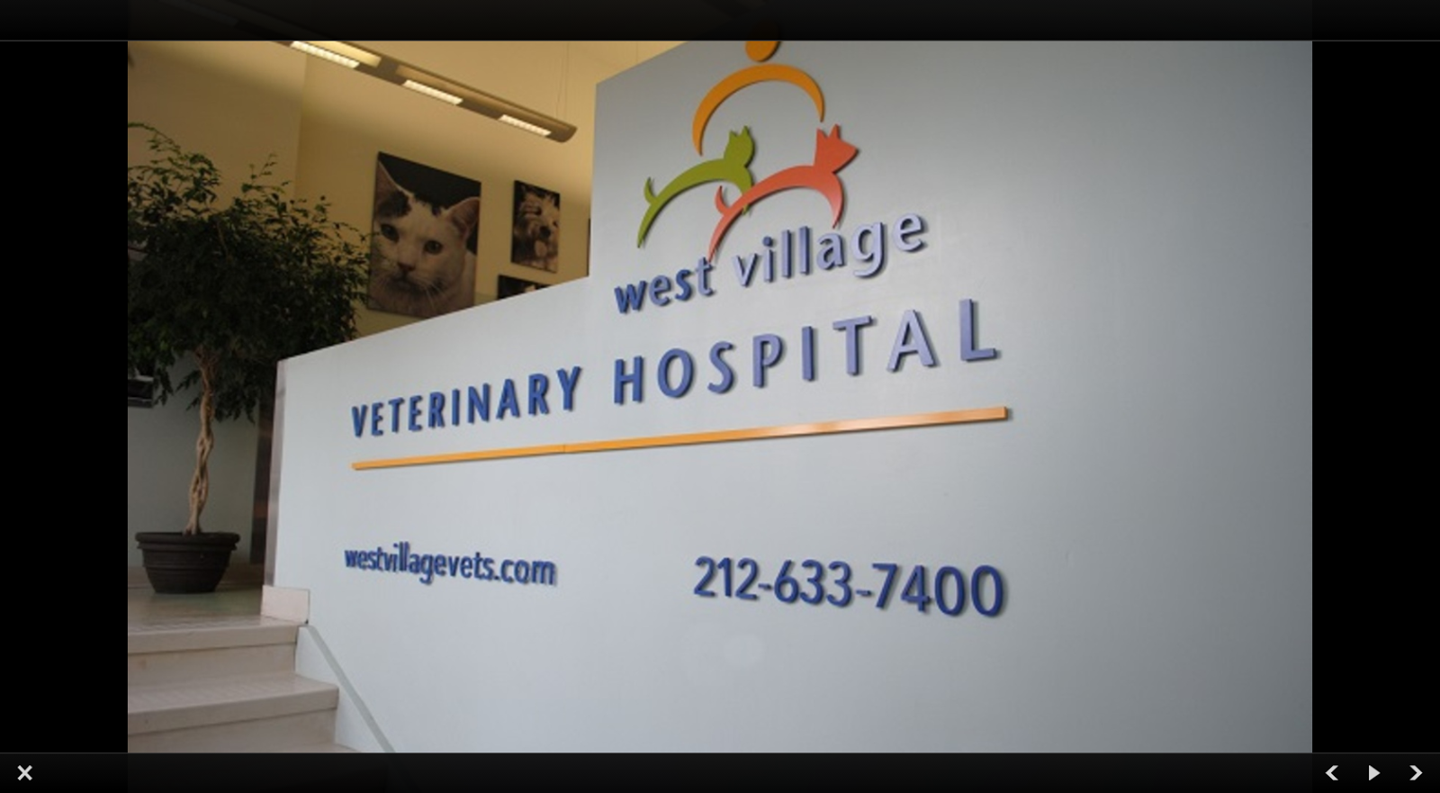 Photo of West Village Veterinary Hospital in New York City, New York, United States - 3 Picture of Point of interest, Establishment, Veterinary care