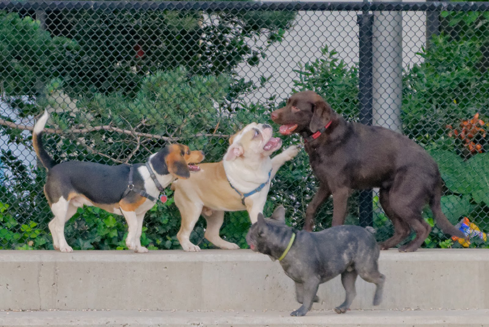 Photo of Pier 6 Dog Run in Brooklyn City, New York, United States - 10 Picture of Point of interest, Establishment, Park