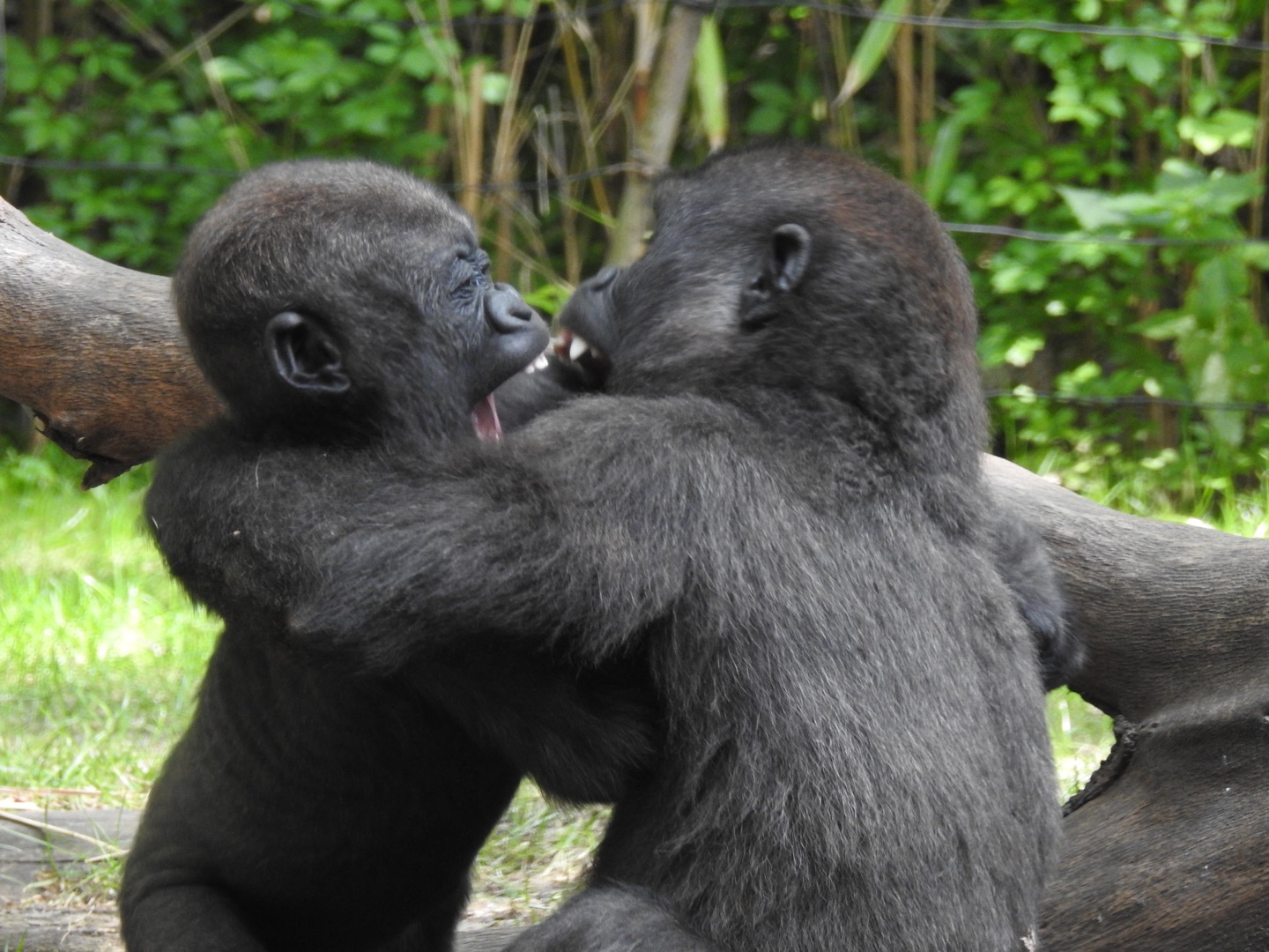 Photo of Congo Gorilla Forest in New York City, New York, United States - 2 Picture of Point of interest, Establishment