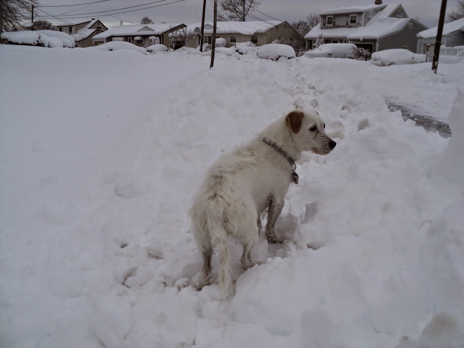 Photo of Tails n Paws Resort in Carteret City, New Jersey, United States - 3 Picture of Point of interest, Establishment