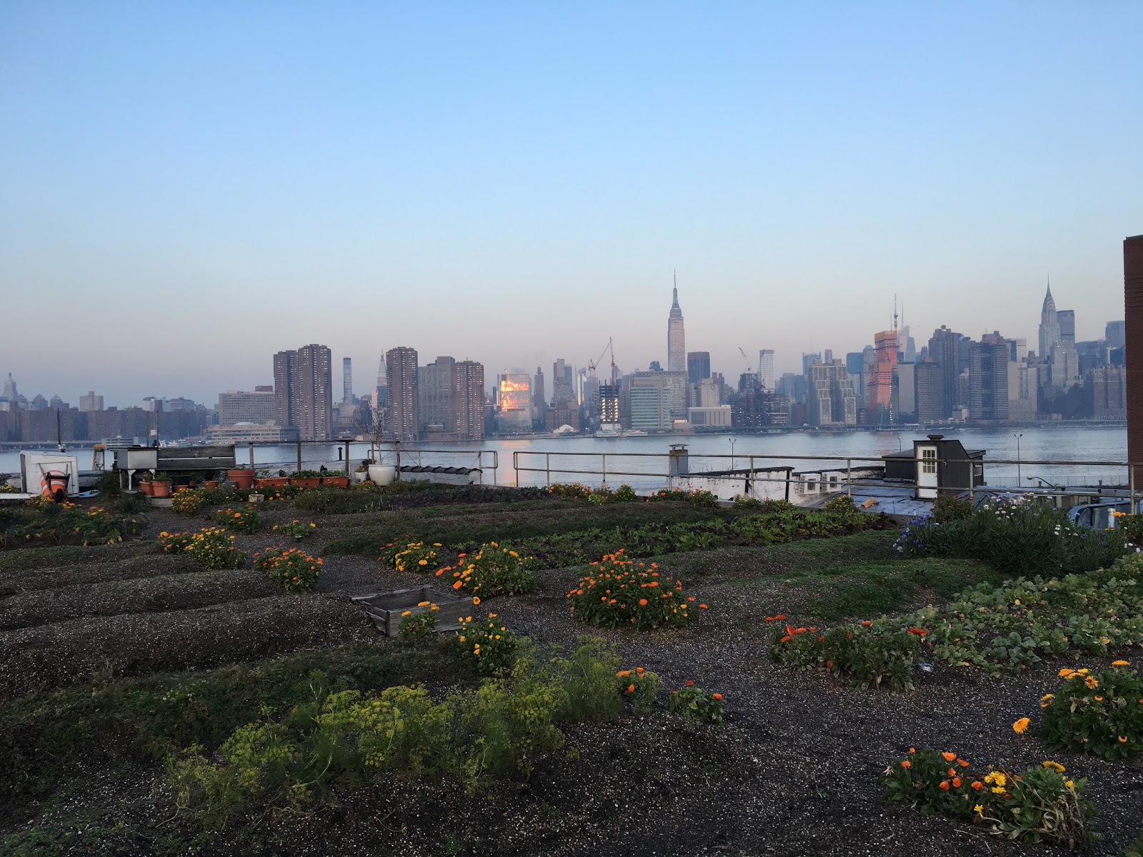 Photo of Eagle Street Rooftop Farm in Brooklyn City, New York, United States - 9 Picture of Food, Point of interest, Establishment