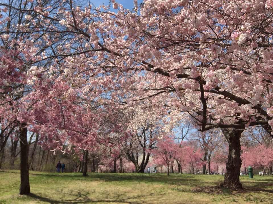 Photo of Branch Brook Park in Newark City, New Jersey, United States - 3 Picture of Point of interest, Establishment, Park