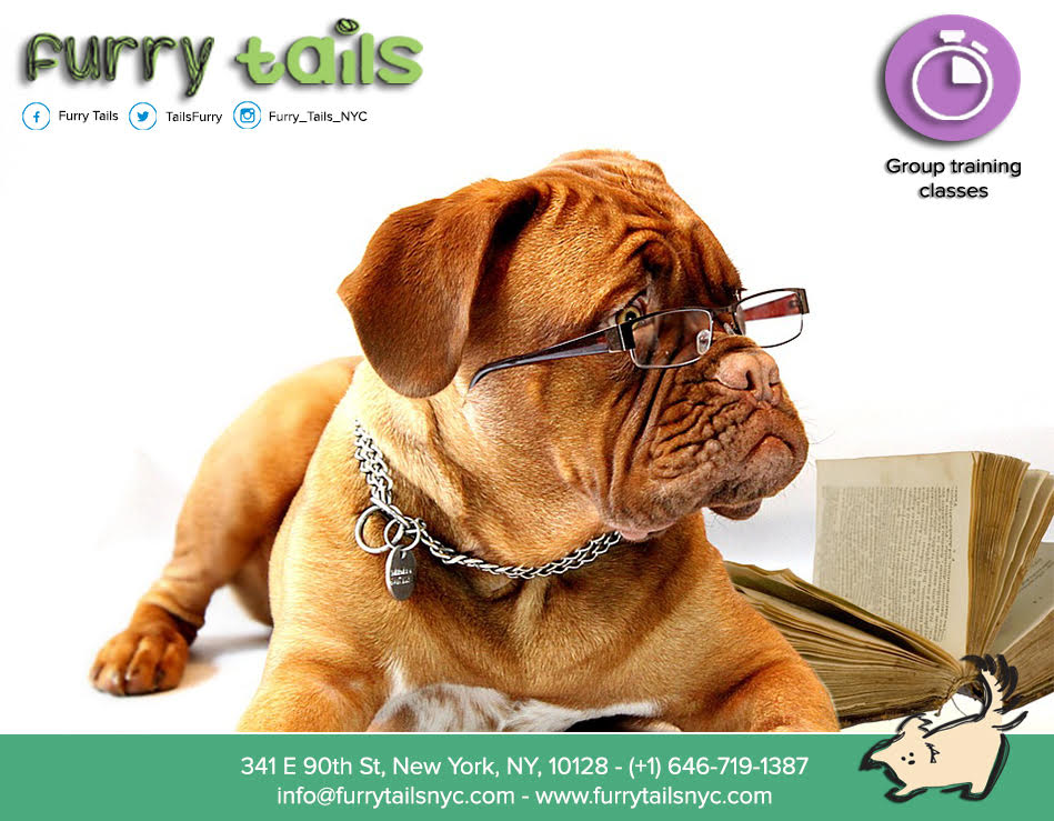 Photo of Furry Tails in New York City, New York, United States - 2 Picture of Point of interest, Establishment, Store, Pet store