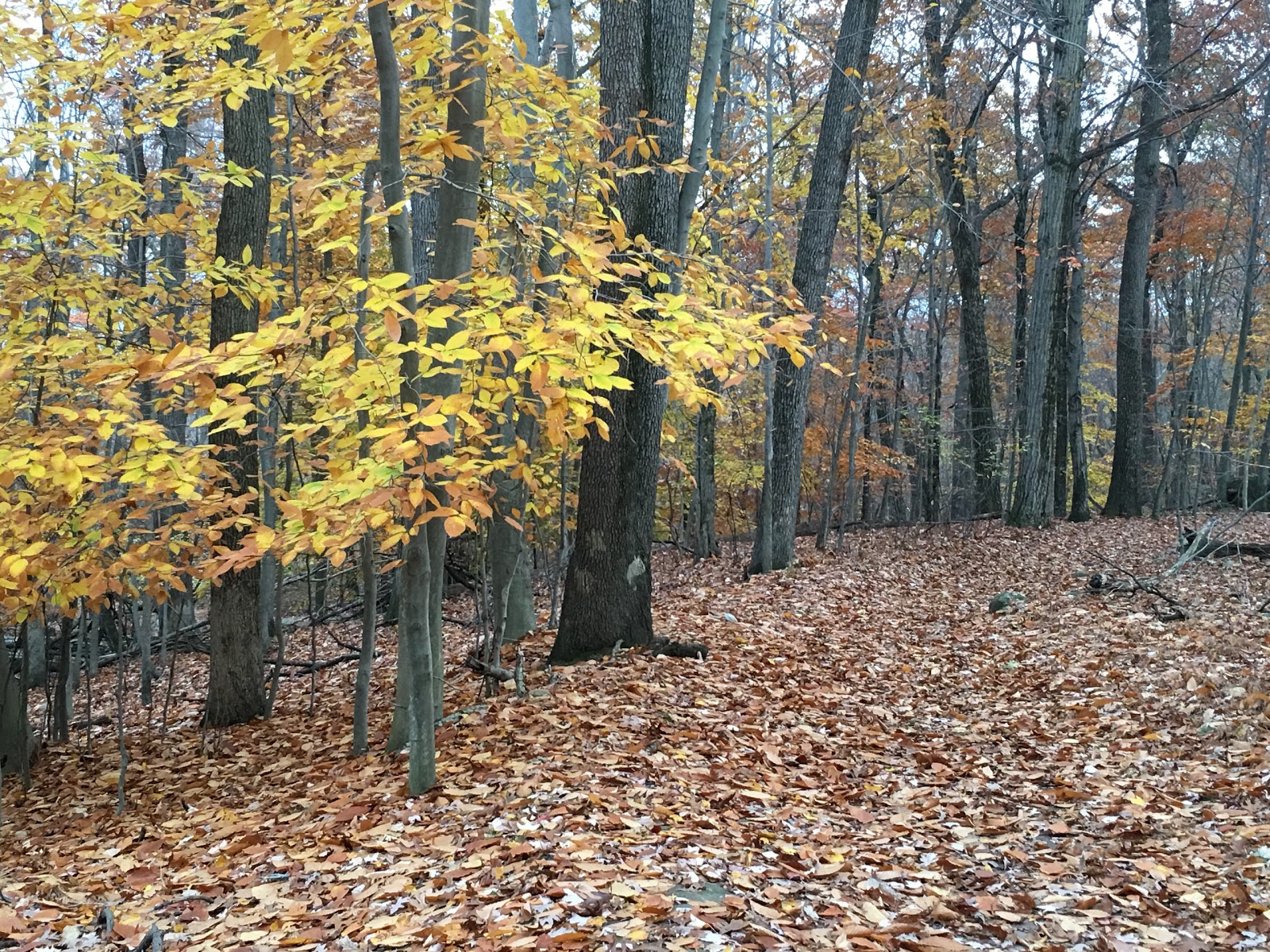 Photo of High Mountain Park Preserve in Wayne City, New Jersey, United States - 2 Picture of Point of interest, Establishment, Park