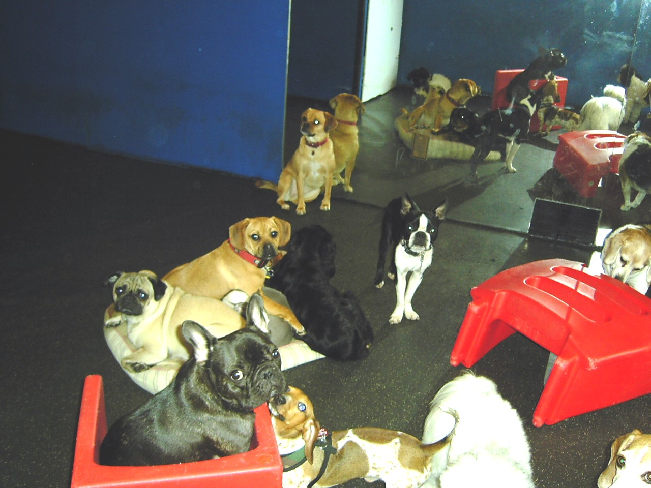 Photo of Dog Wash Doggie Daycare & Boarding NYC in New York City, New York, United States - 4 Picture of Point of interest, Establishment