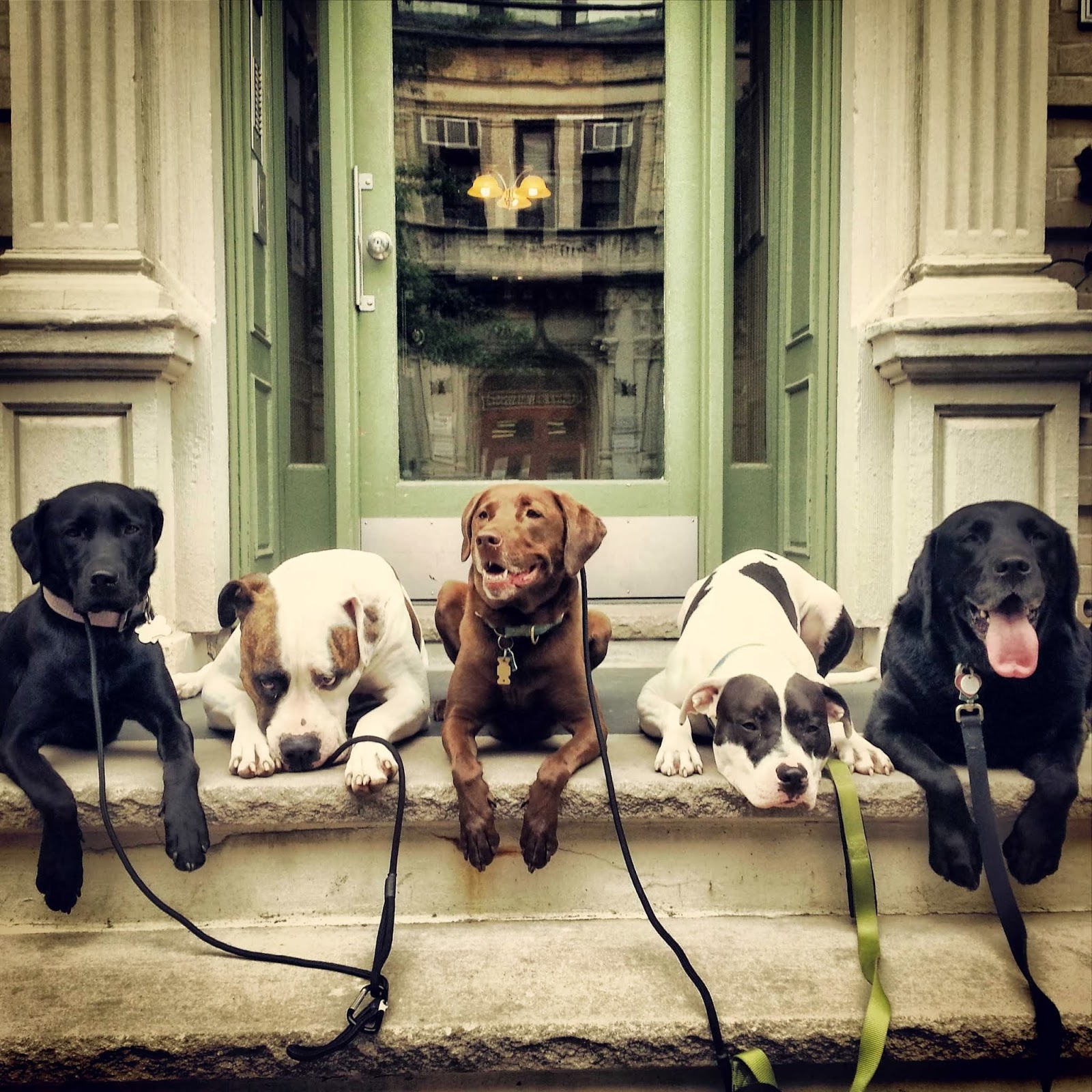 Photo of Pack Leader Dogs in Hoboken City, New Jersey, United States - 4 Picture of Point of interest, Establishment