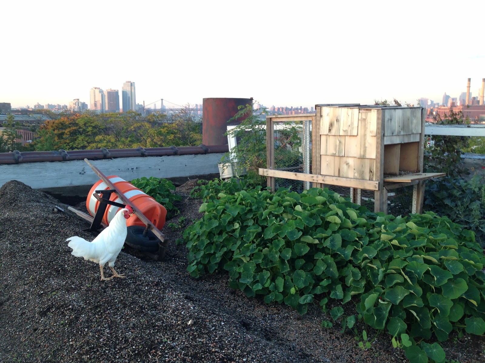 Photo of Eagle Street Rooftop Farm in Brooklyn City, New York, United States - 4 Picture of Food, Point of interest, Establishment