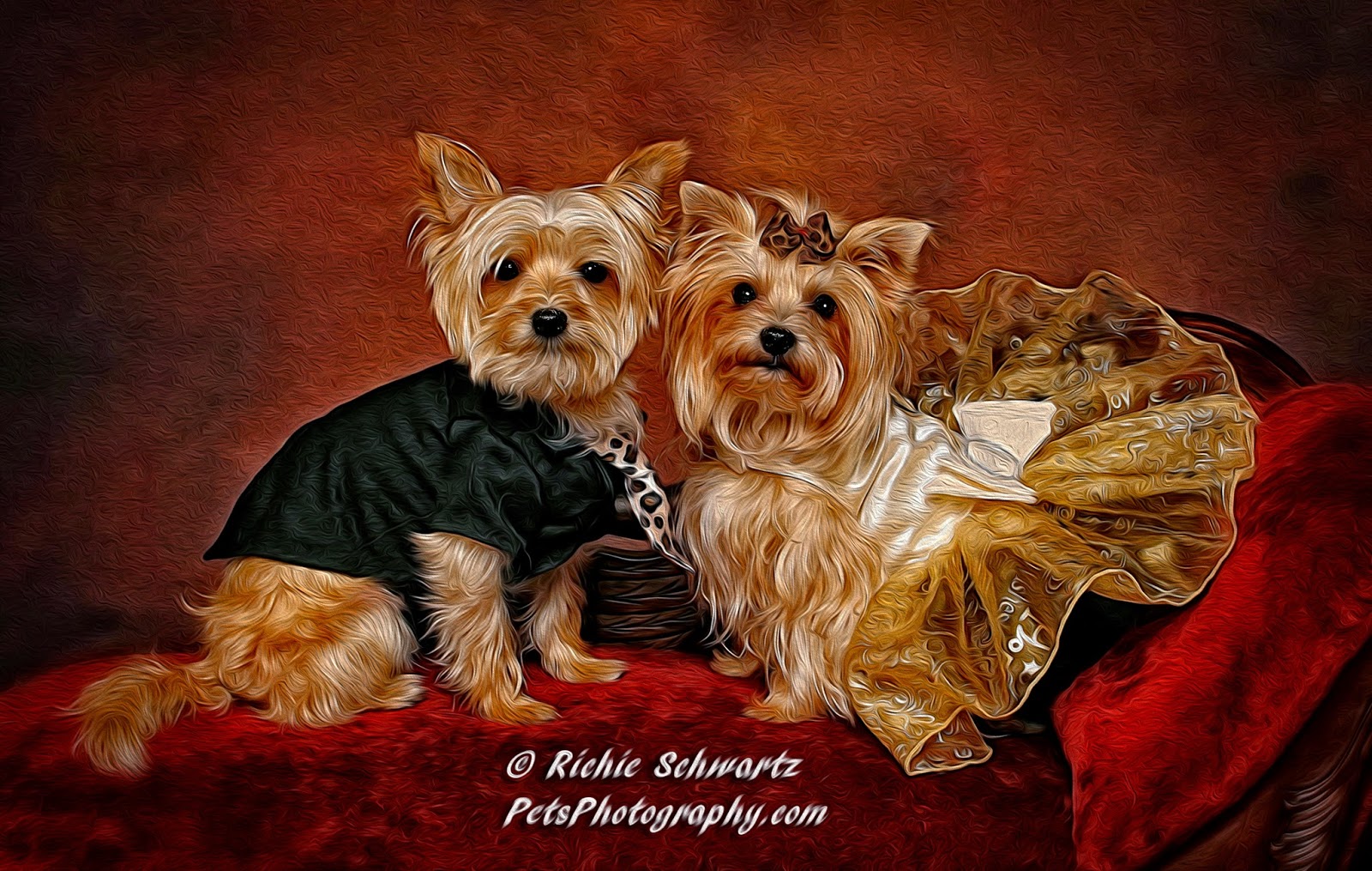 Photo of Pets Photography Studio in West Hempstead City, New York, United States - 3 Picture of Point of interest, Establishment