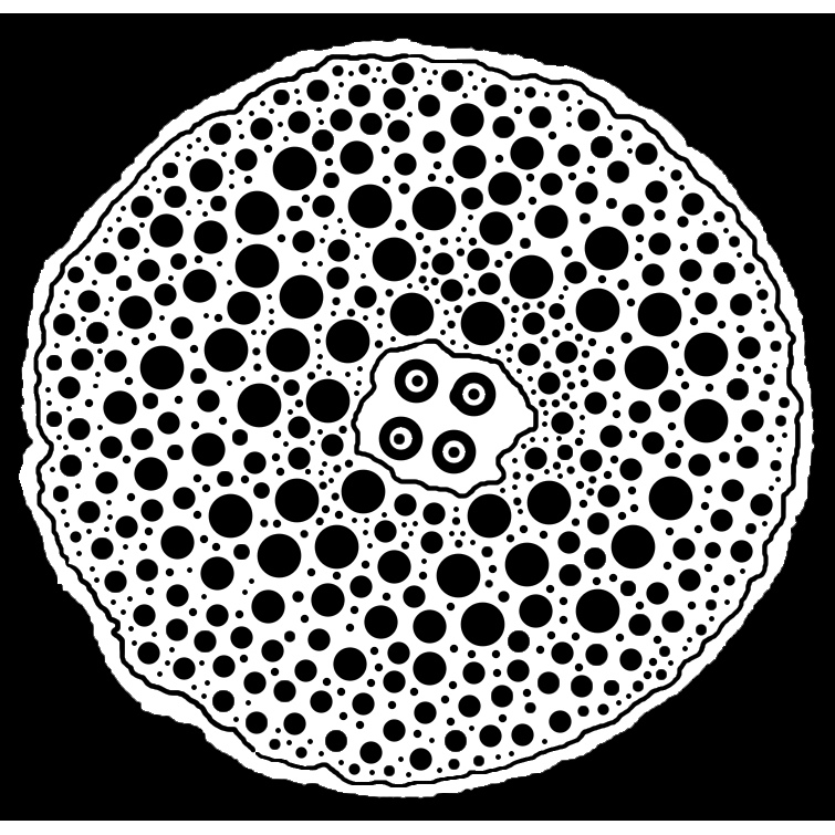 Photo of Xylem & Phloem in New York City, New York, United States - 2 Picture of Point of interest, Establishment, Store, Florist