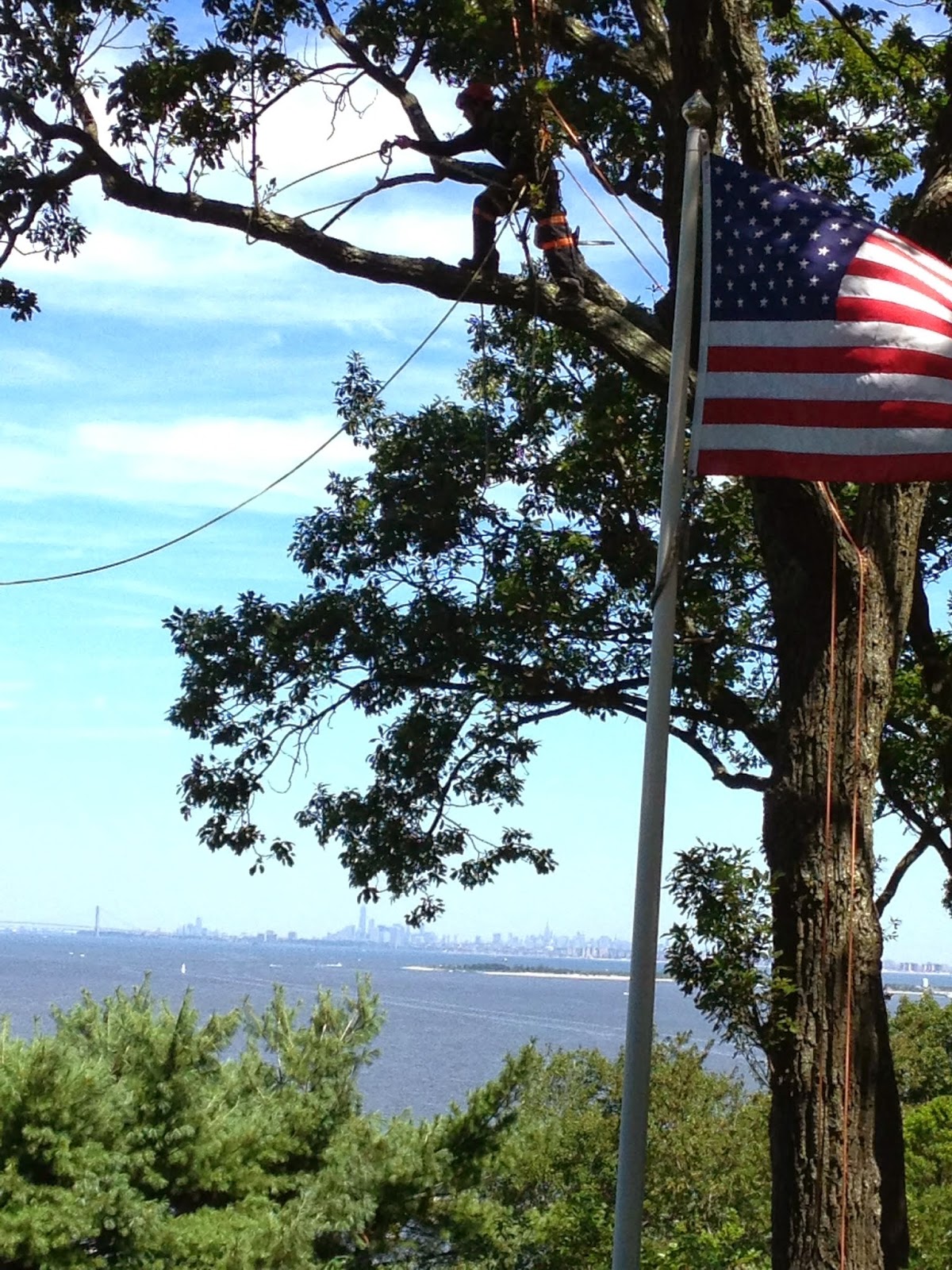 Photo of Hufnagel Tree Service - Belford, NJ in Belford City, New Jersey, United States - 2 Picture of Point of interest, Establishment