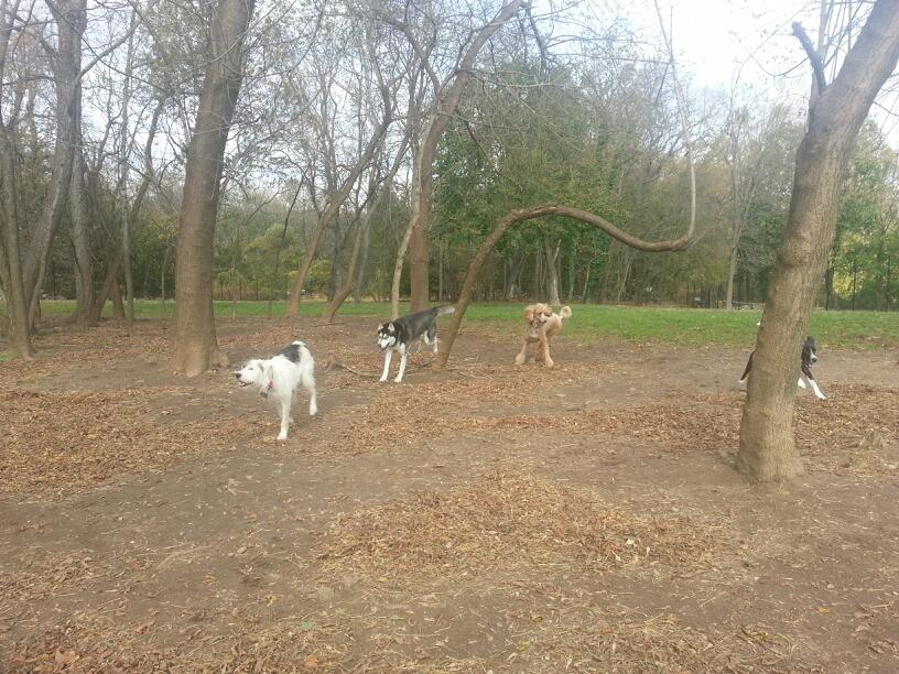 Photo of Paws Place Dog Park in New Rochelle City, New York, United States - 2 Picture of Point of interest, Establishment, Park