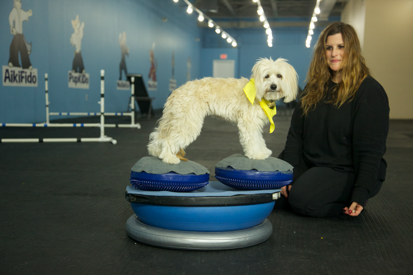 Photo of The Martial ARFS Dog Training & Fitness Center in Carle Place City, New York, United States - 6 Picture of Point of interest, Establishment, Store