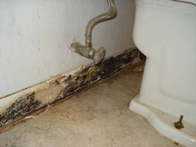 Photo of Ace Certified Mold Inspection, LLC in Parlin City, New Jersey, United States - 2 Picture of Point of interest, Establishment
