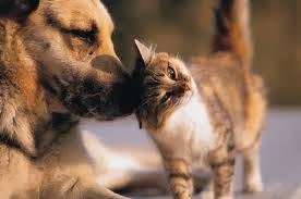 Photo of Pawing Cats and Dogs in Bogota City, New Jersey, United States - 3 Picture of Point of interest, Establishment