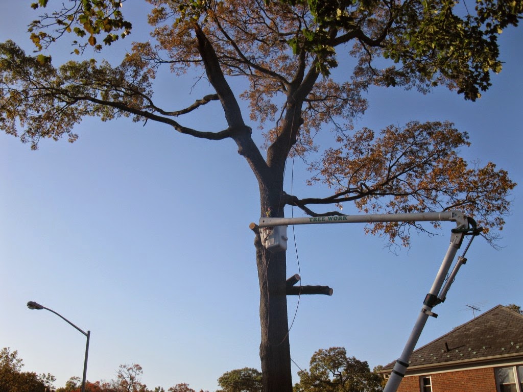 Photo of Clearview Tree and Land in Westbury City, New York, United States - 6 Picture of Point of interest, Establishment