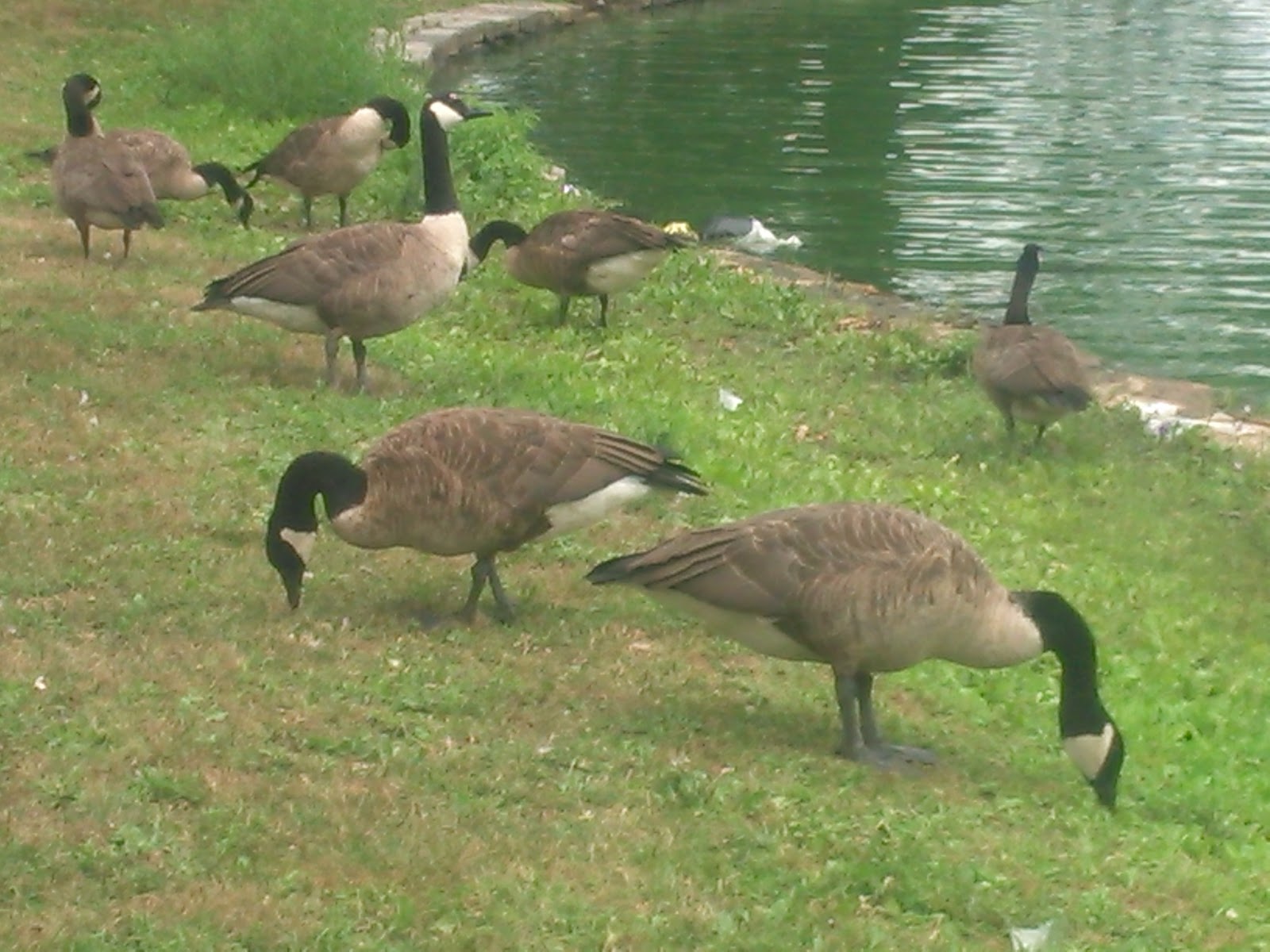 Photo of prospect park wetland in Kings County City, New York, United States - 3 Picture of Point of interest, Establishment, Park