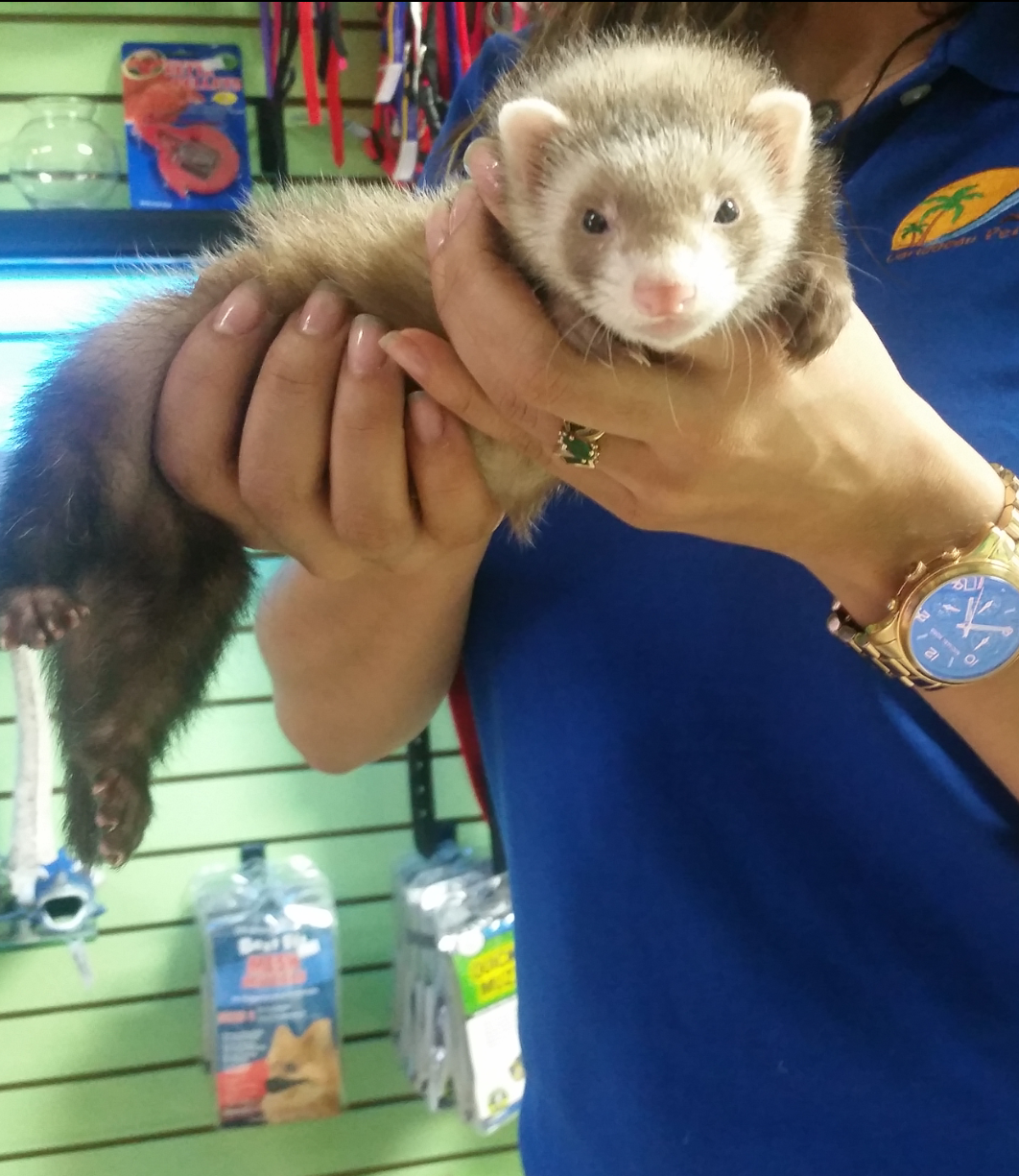 Photo of Caribbean Pets in Jersey City, New Jersey, United States - 4 Picture of Point of interest, Establishment, Store, Pet store