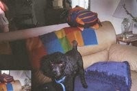 Photo of Erniesmom Petcare in New York City, New York, United States - 3 Picture of Point of interest, Establishment