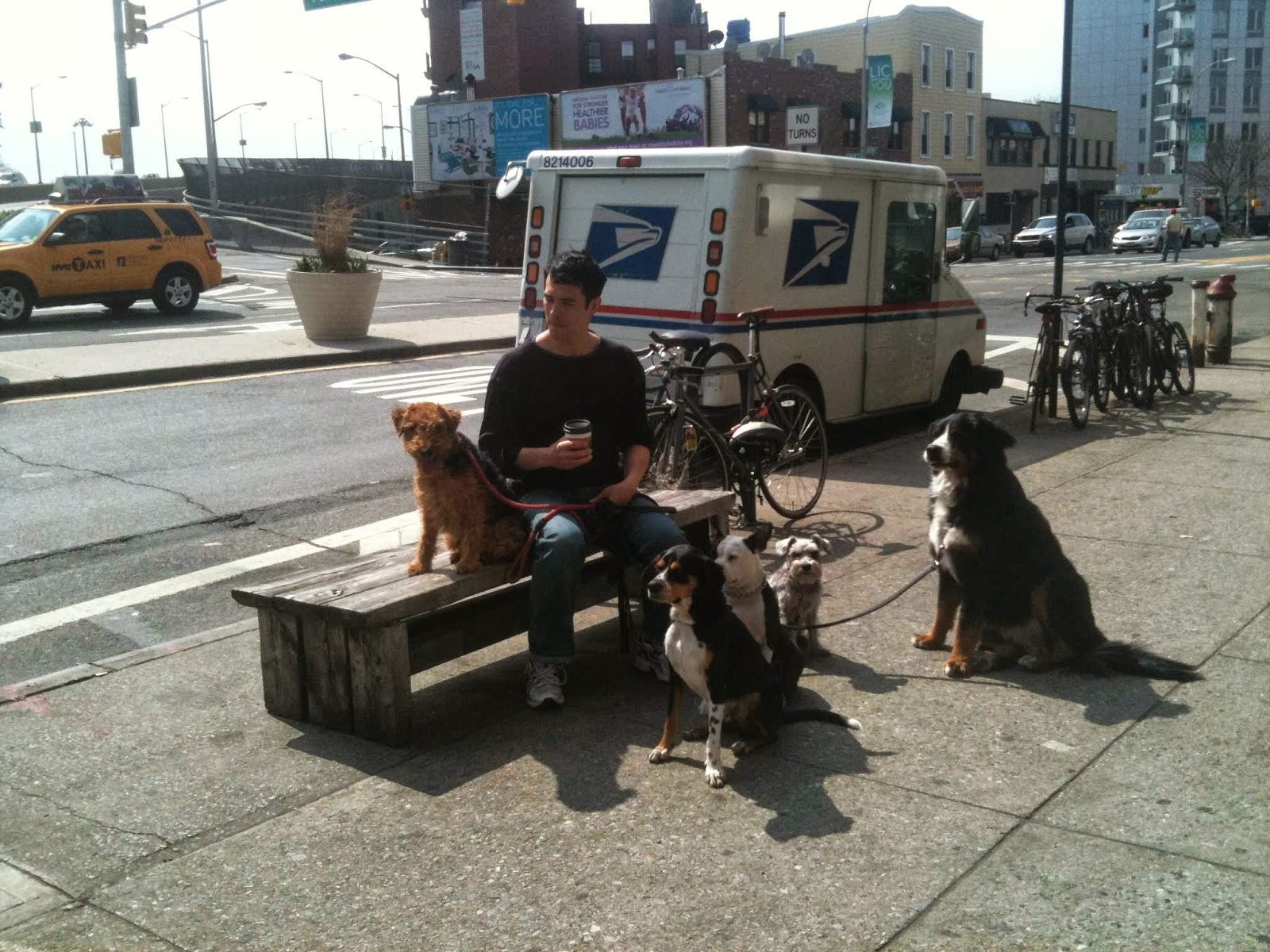 Photo of Ryan For Dogs in Queens City, New York, United States - 1 Picture of Point of interest, Establishment