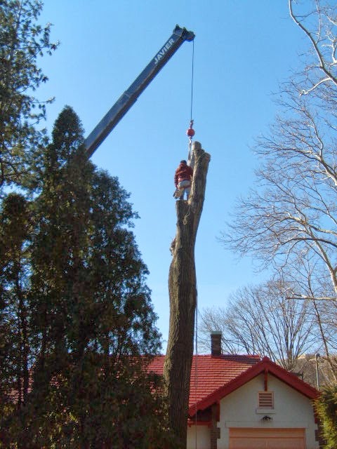 Photo of Hufnagel Tree Service - Middletown in Leonardo City, New Jersey, United States - 9 Picture of Food, Point of interest, Establishment, General contractor