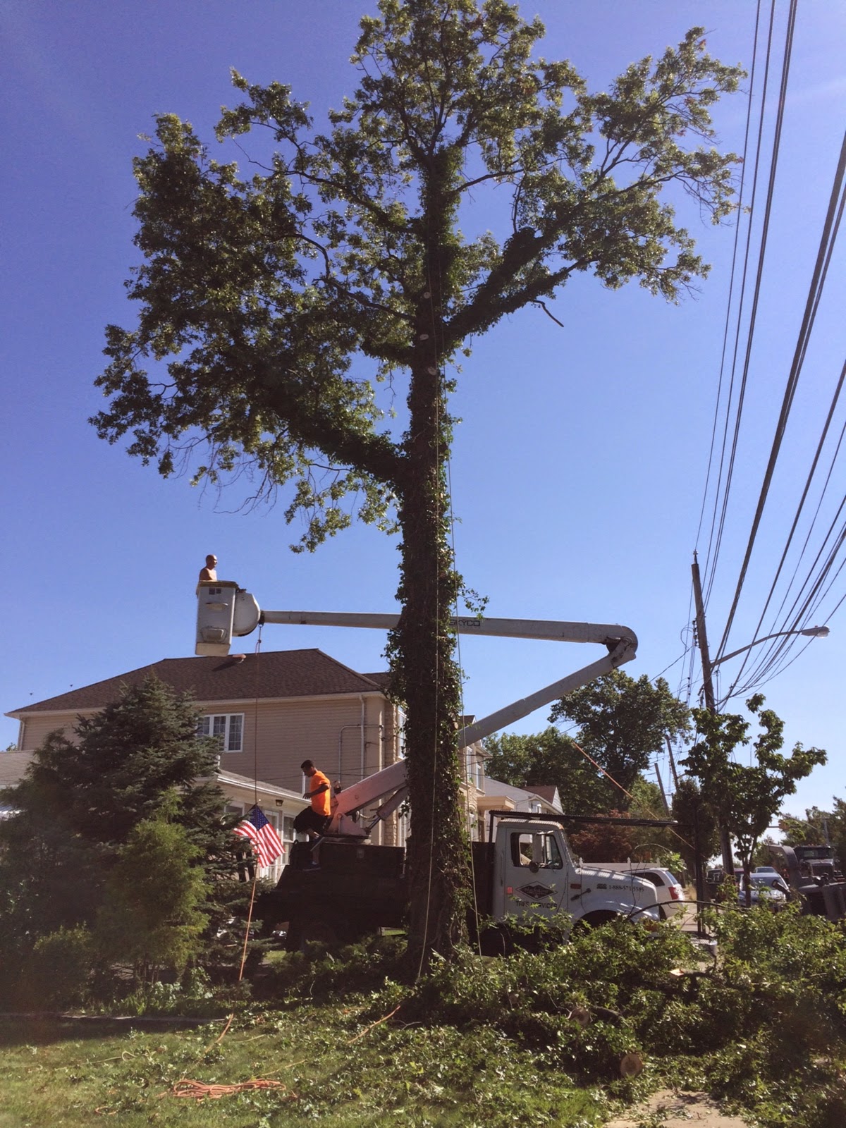 Photo of Solid Oak Professional Tree Service in Staten Island City, New York, United States - 1 Picture of Point of interest, Establishment