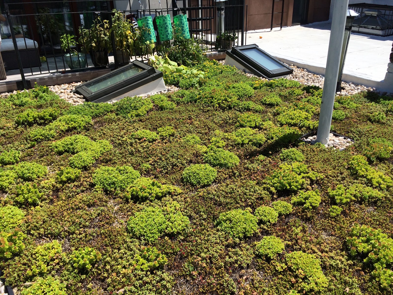 Photo of Brooklyn Greenroof LLC in Kings County City, New York, United States - 2 Picture of Point of interest, Establishment, General contractor