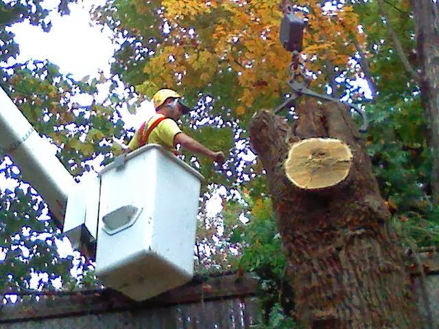 Photo of AAW Cousins Tree Service in Englewood City, New Jersey, United States - 3 Picture of Point of interest, Establishment