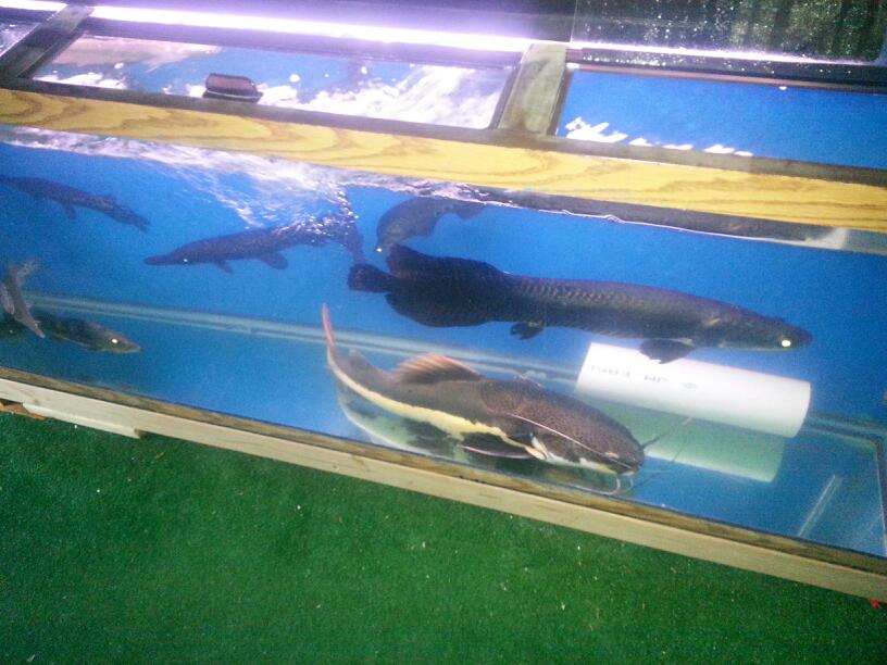 Photo of Aquarium Paradise in Belleville City, New Jersey, United States - 2 Picture of Point of interest, Establishment, Store, Pet store