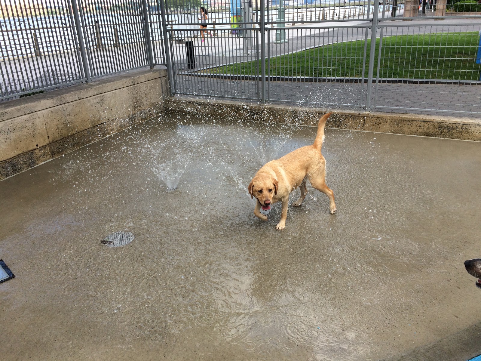 Photo of Leroy Street Dog Run in New York City, New York, United States - 6 Picture of Point of interest, Establishment, Park