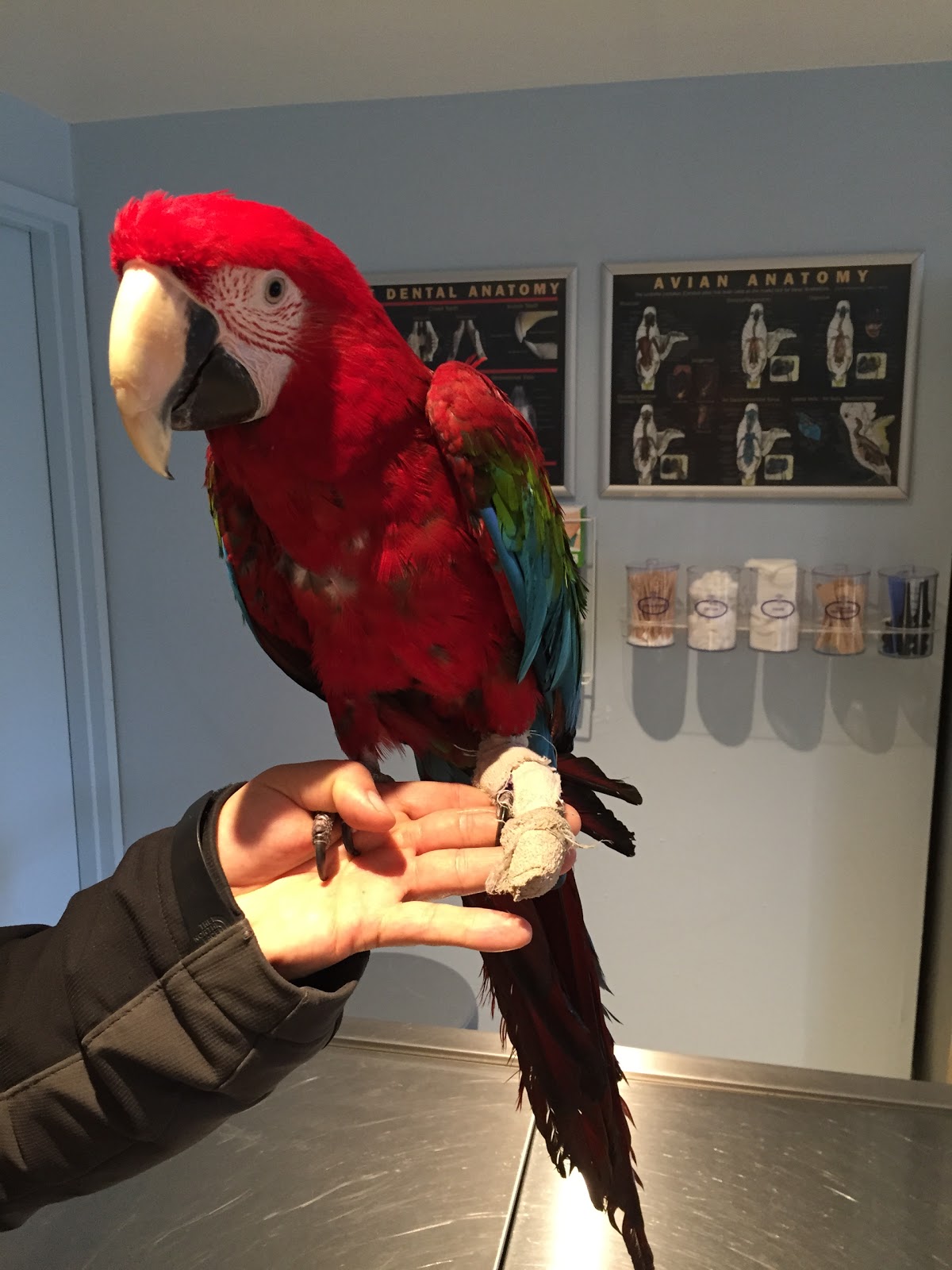 Photo of Long Island Bird and Exotics Veterinary Clinic in Great Neck City, New York, United States - 8 Picture of Point of interest, Establishment, Health, Veterinary care