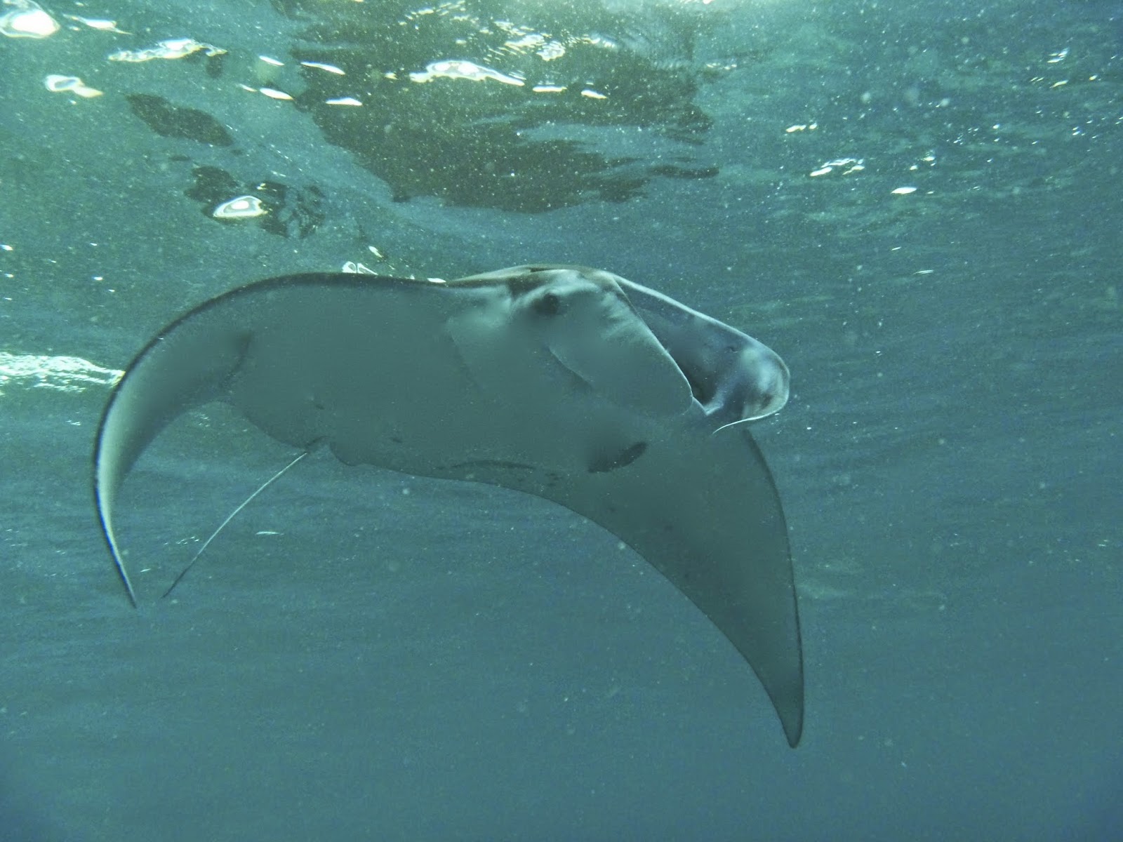 Photo of Urban Manta Scuba Lessons in New York City, New York, United States - 5 Picture of Point of interest, Establishment, Store, School, Travel agency