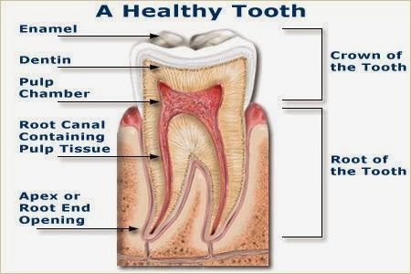 Photo of One Dental in Bronxville City, New York, United States - 4 Picture of Point of interest, Establishment, Health, Dentist