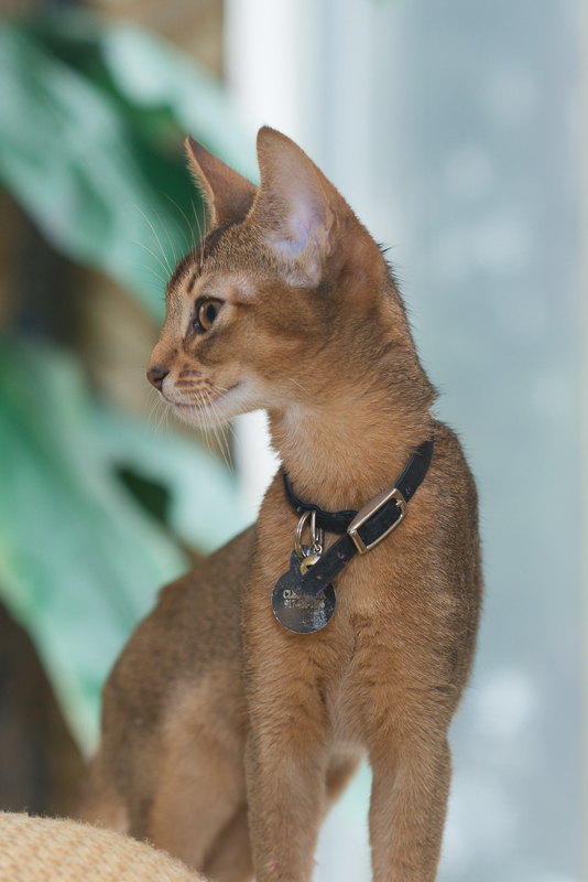 Photo of Bimini Bengal & Abyssinian cats cattery in Brooklyn City, New York, United States - 7 Picture of Point of interest, Establishment