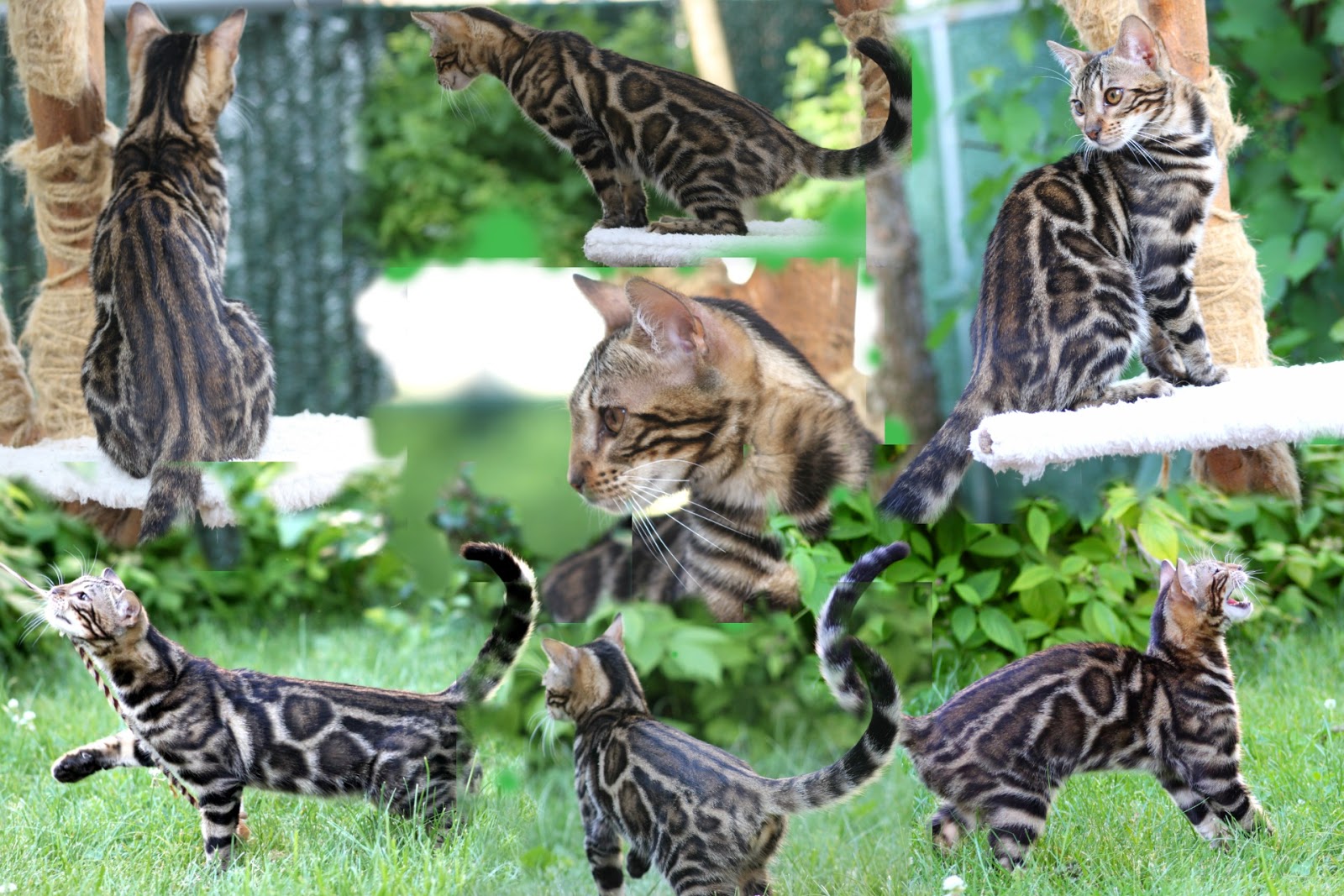 Photo of Bimini Bengal & Abyssinian cats cattery in Brooklyn City, New York, United States - 4 Picture of Point of interest, Establishment