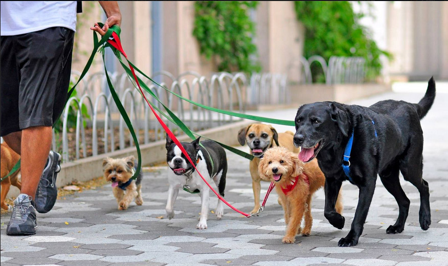 Photo of GIMME PAW Dog Walking Service Manhattan Upper West Side Dog Walker Dog Walking in New York City, New York, United States - 8 Picture of Point of interest, Establishment