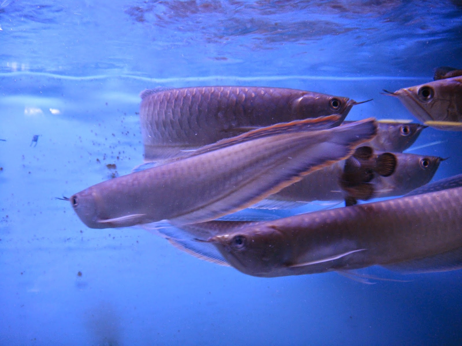 Photo of Monster Aquarium Inc. in Queens City, New York, United States - 6 Picture of Point of interest, Establishment, Store