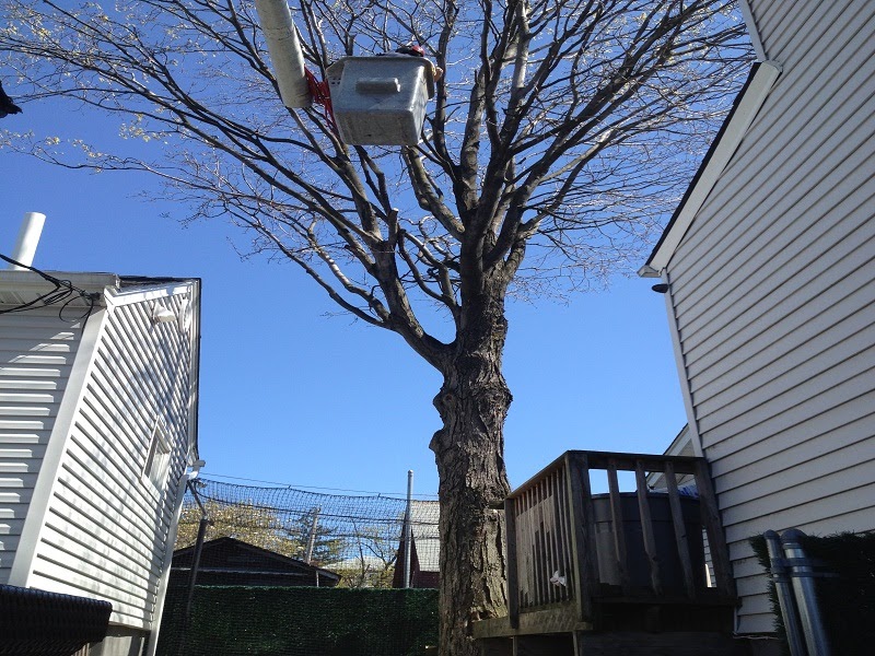 Photo of Arbor Tree Experts Inc in Bronx City, New York, United States - 2 Picture of Point of interest, Establishment