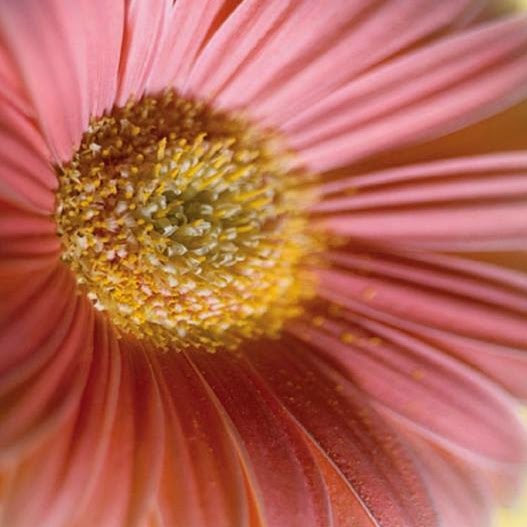 Photo of American Floral Company in Bronx City, New York, United States - 2 Picture of Point of interest, Establishment, Store, Florist