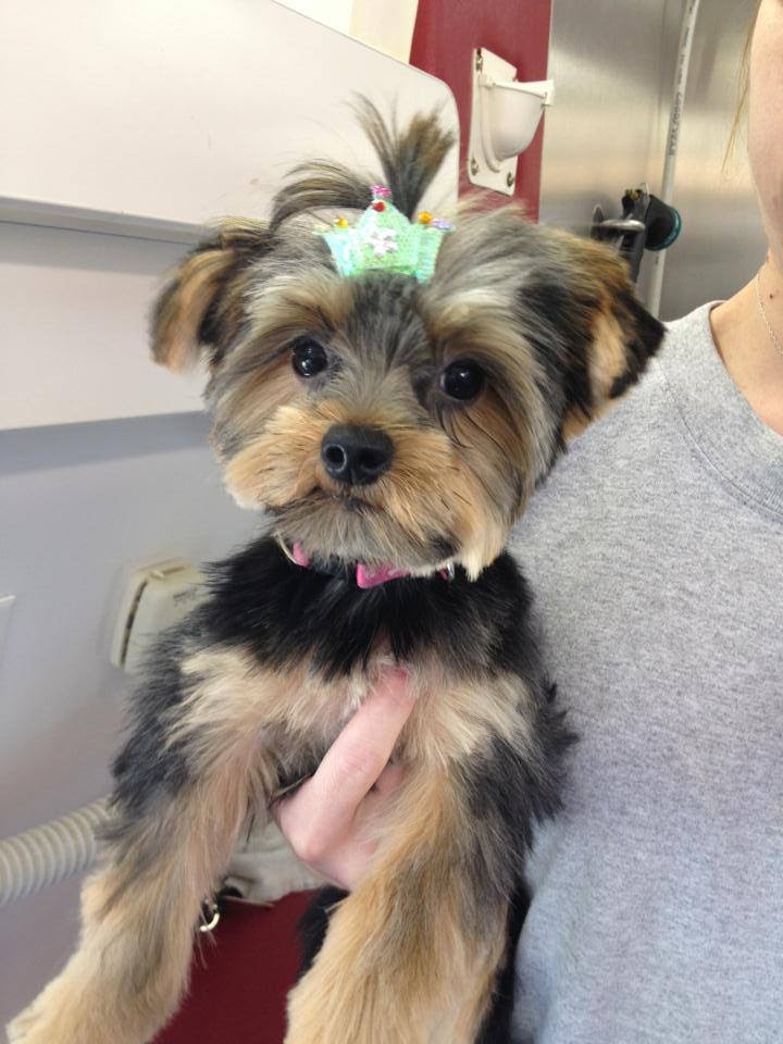 Photo of Sassy Styles Mobile Pet Spa in Rutherford City, New Jersey, United States - 2 Picture of Point of interest, Establishment