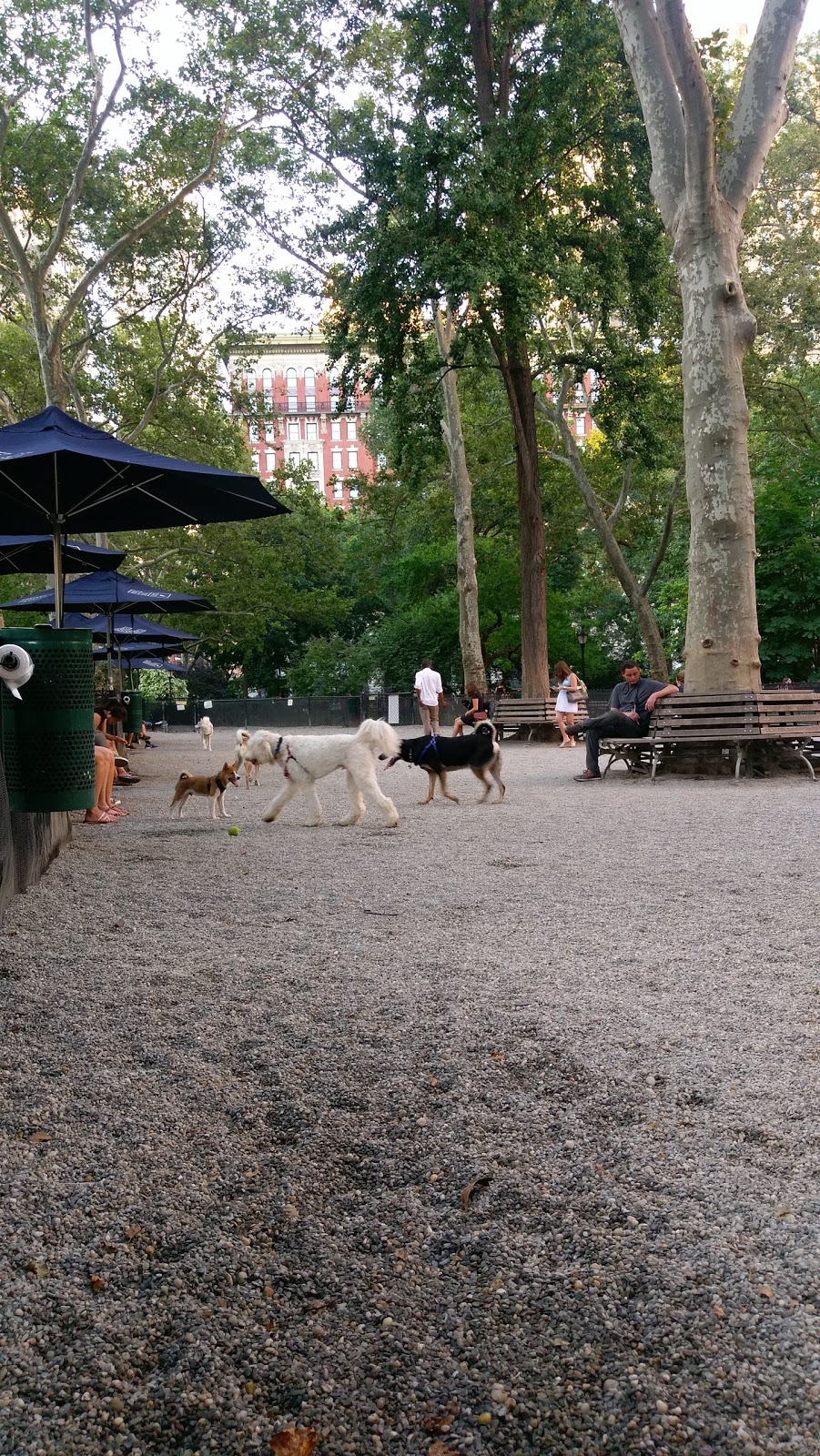 Photo of Madison Square Dog Run in New York City, New York, United States - 8 Picture of Point of interest, Establishment