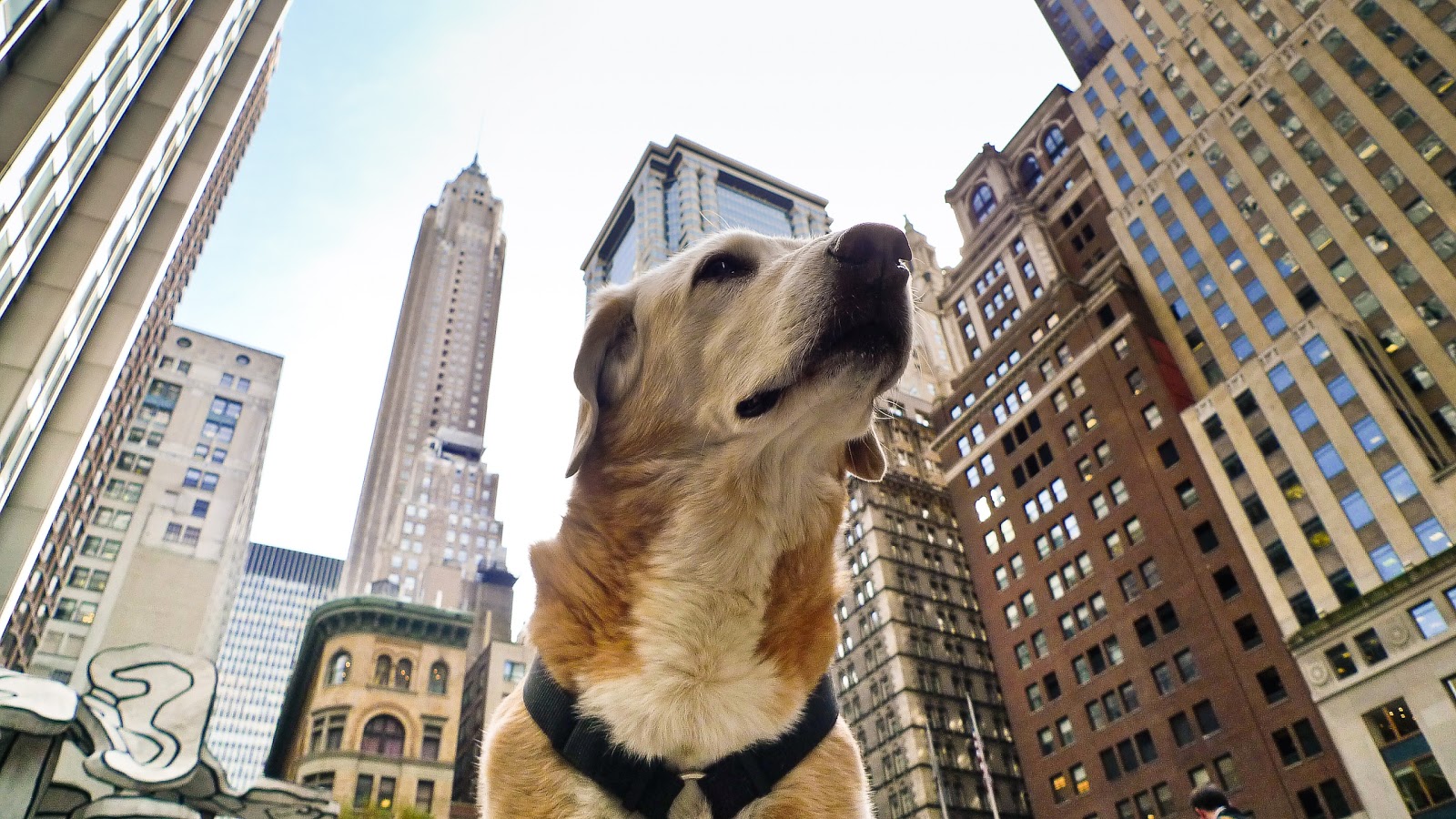 Photo of King Pup in New York City, New York, United States - 2 Picture of Point of interest, Establishment