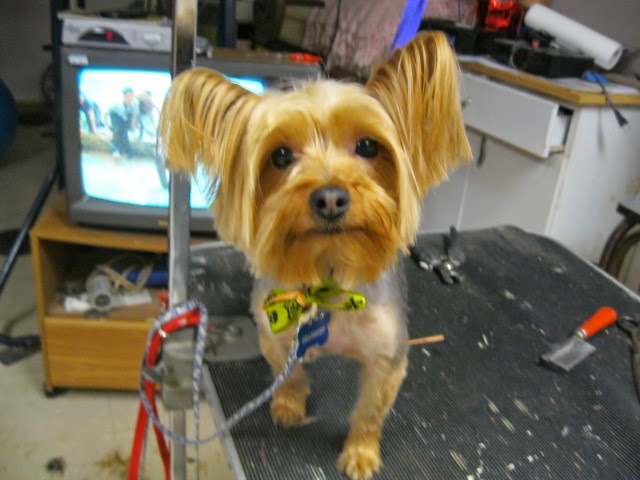 Photo of Christina's Dog Grooming in Staten Island City, New York, United States - 2 Picture of Point of interest, Establishment