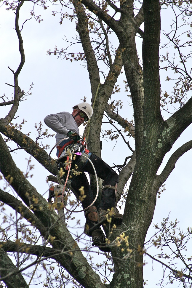 Photo of Down2Earth Tree Service, LLC in Saddle Brook City, New Jersey, United States - 6 Picture of Point of interest, Establishment