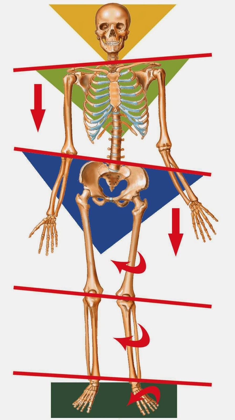 Photo of Manhattan Wellness Group in Kings County City, New York, United States - 1 Picture of Point of interest, Establishment, Health, Doctor