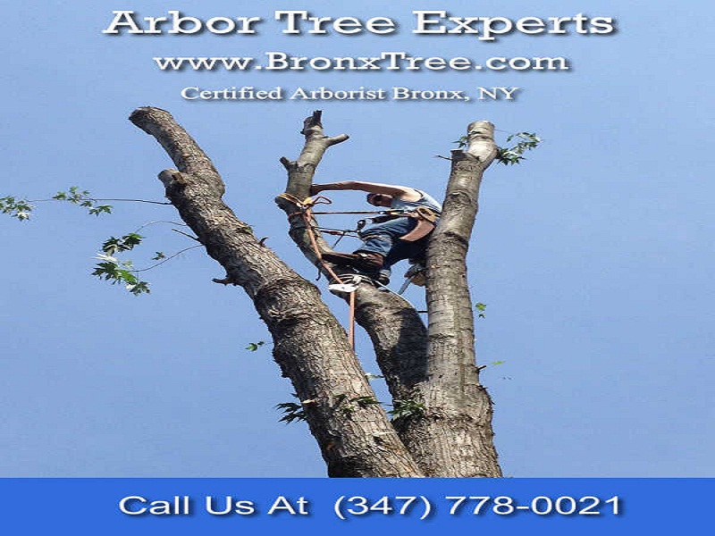 Photo of Arbor Tree Experts Inc in Bronx City, New York, United States - 7 Picture of Point of interest, Establishment