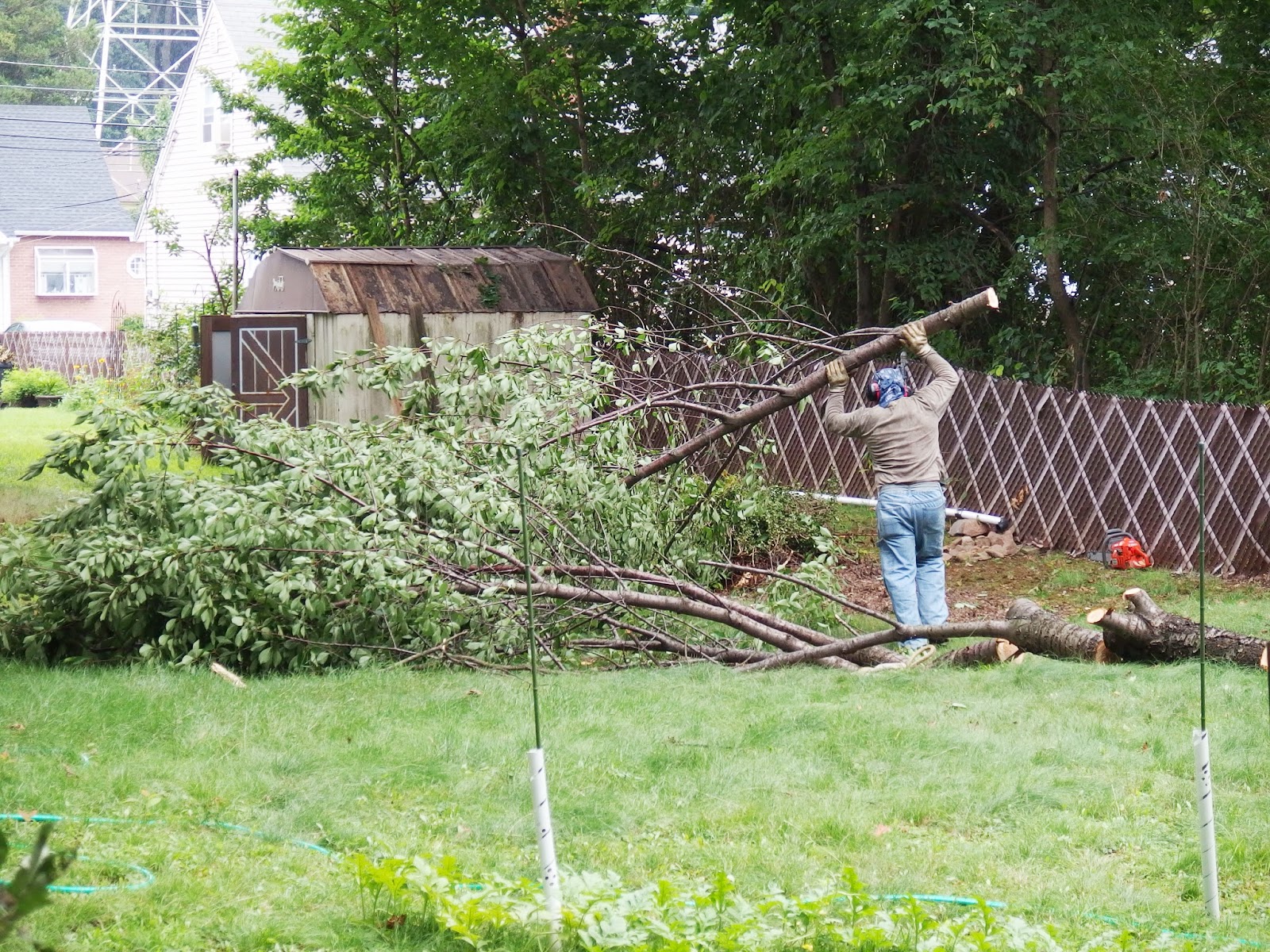 Photo of Carney Tree Services LLC in Clifton City, New Jersey, United States - 1 Picture of Point of interest, Establishment