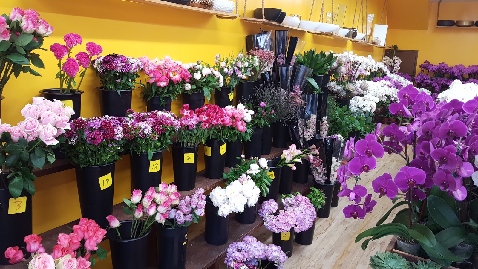 Photo of Wild Orchid in New York City, New York, United States - 1 Picture of Point of interest, Establishment, Store, Florist