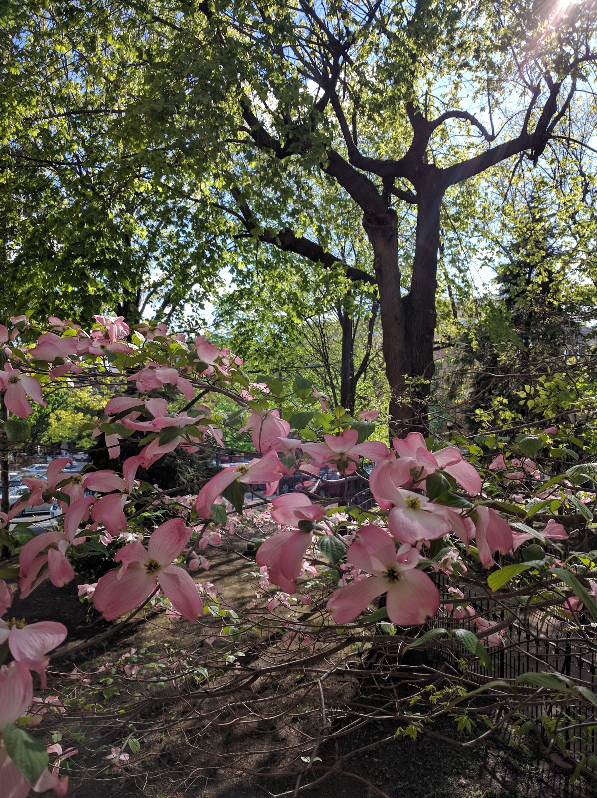 Photo of Paulus Hook Park in Jersey City, New Jersey, United States - 9 Picture of Point of interest, Establishment, Park